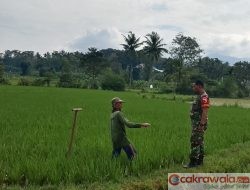 Babinsa 0822 Aktif Dampingi Petani, Dukung Swasembada Pangan di Bondowoso