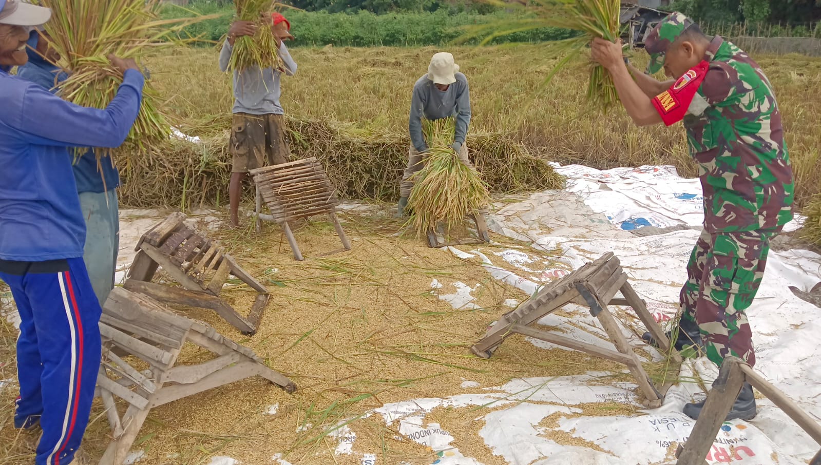 Babinsa Desa Petung Dampingi Panen Padi, Wujud Nyata Dukungan Ketahanan Pangan